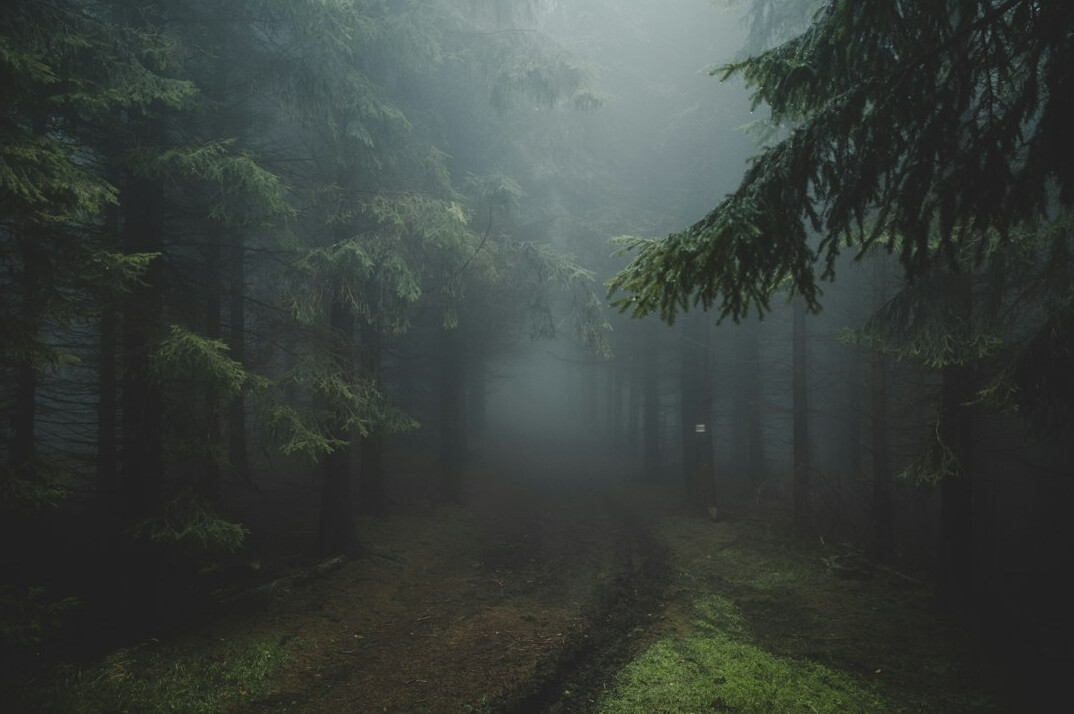 foggy forest path